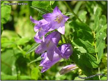 Campanula barbuta
