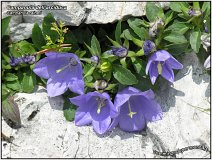 Campanula raineri -1-
