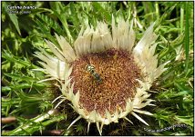 Carlina