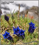 Genziana -2-