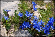 Genziana primaticcia