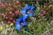 Genziana