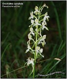Orchidea candida