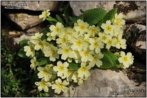 Primula