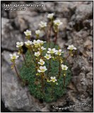 Saxifraga verde-azzurra
