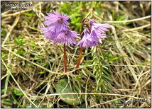 Soldanella alpina