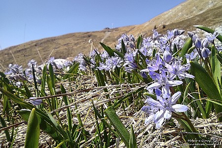 39: 213673 Scilla bifolia