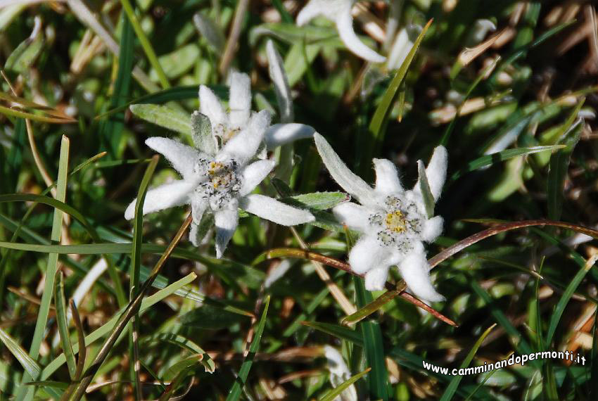 09 08072 Stelle alpine.jpg