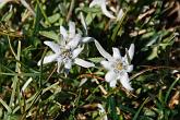 09 08072 Stelle alpine