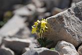 09 08083 Linaria tonzigii