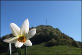 16 Narciso - Canto alto