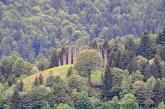 022 Cattedrale Vegetale
