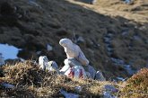 129 Marmotta pietrificata