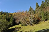 027 Fo de Masu