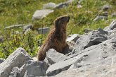 06 Marmotta