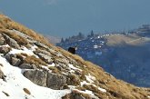 72 - Camoscio - sullo sfondo il Campeggio di Zambla alta