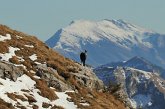 73 - Camoscio - sullo sfondo il Monte Guglielmo