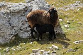 125 Agnellino affamato