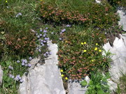 flora spontanea