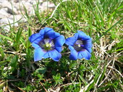 Genziana