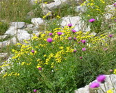 flora spontanea