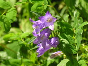 flora spontanea