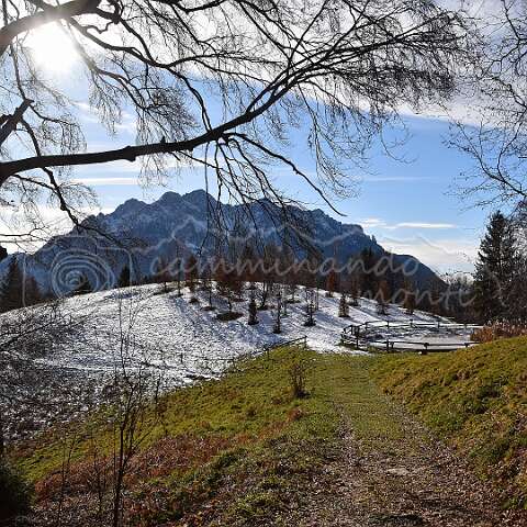 263375 Cattedrale vegetale